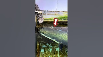Apa yang Terjadi Saat Kucing Haus Didekati Arapaima Gigas? #shorts #short #kucing