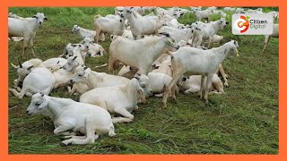 | Kenya's Gold | Galla Goat Farming  Gold Feature (Part 1)