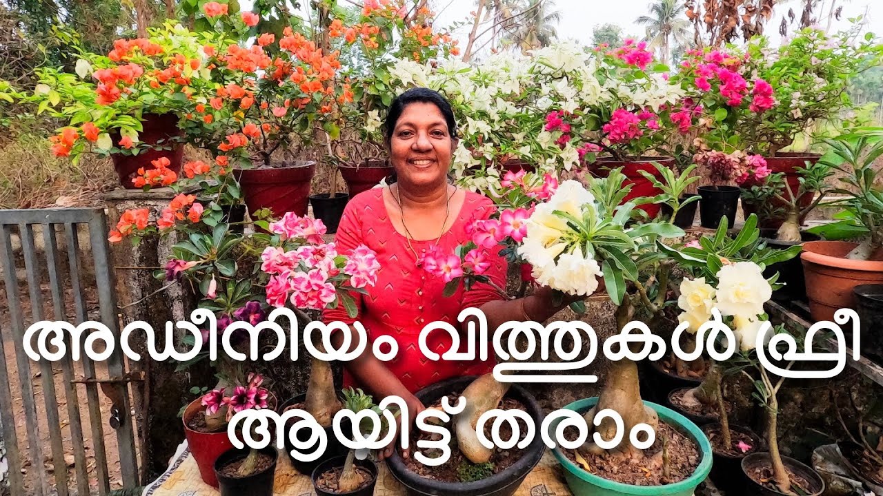 അഡീനിയം വിത്തുകൾ ഫ്രീ ആയിട്ട് തരാം 