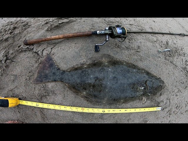 LURE FISHING in the SURF FOR HALIBUT P-LINE LASER