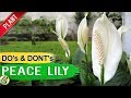 PEACE LILY - Air Purifier Plant Care Tips, Propagation Repot and Mistakes