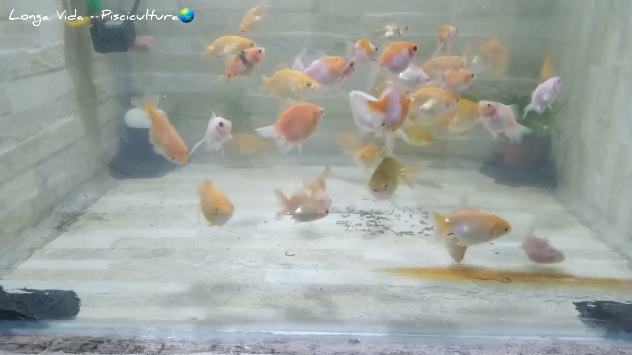 Observatório de kinguios-05 #agua #animais #biologia #nature #peixes #verde #vida #kinguio #goldfish