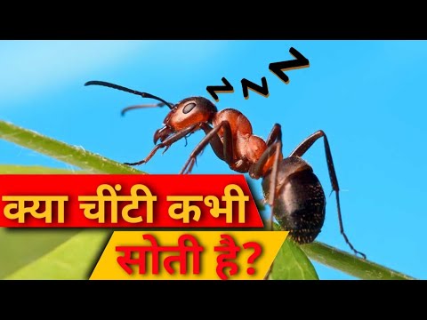 वीडियो: मक्खियां क्या कभी सोती हैं?