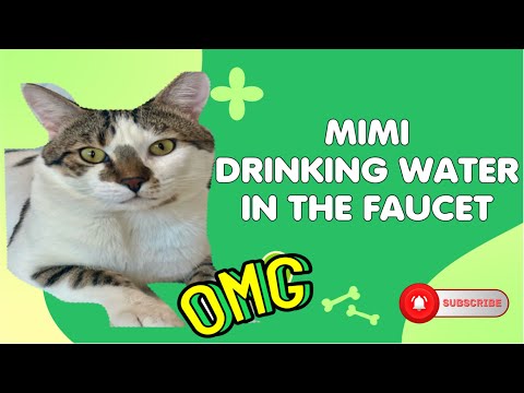 Cat drinking water |Funny Cat|#cat #catshorts #shortvideo#cats #cute #shorts #funnycat