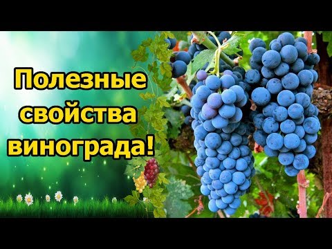 ЧЕМ ПОЛЕЗЕН ВИНОГРАД? ПОЛЕЗНЫЕ СВОЙСТВА ЯГОД, ЛИСТЬЕВ И КОСТОЧЕК!