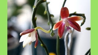 Orchid - Phal. tetraspis C1 Blooms & Care Tips