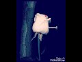 اغاني حزينة اصالة راشد الماجد ايهاب توفيق اغاني حزينة اصالة راشد الماجد ايهاب توفيق