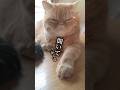 大事な大会 #エキゾチックショートヘア #猫動画 #猫