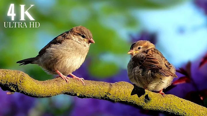 Bird Songs - 8 HOURS of Birds Singing in the Forest - Nature Relaxation Video in 4K Ultra HD