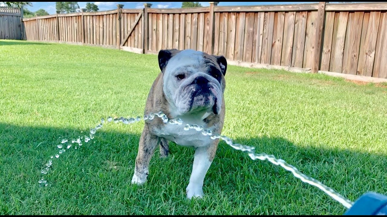 Бульдог Рубен: Злится на папу