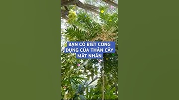 BẠN CÓ BIẾT CÔNG DỤNG CỦA THÂN CÂY MẬT NHÂN