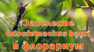 Заселил муравьёв в флорариум! У Odontomachus bauri настоящий тропический дом!