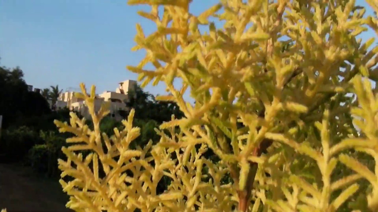 சைப்ரஸ் செடி Cyprus Plant YouTube