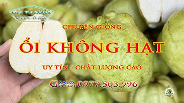 Giống Ổi Không Hạt Siêu Trái Hướng Làm Giàu Mới Cho Nhà Nông/ 0977503996