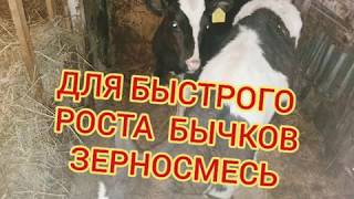 ДЛЯ БЫСТРОГО РОСТА БЫЧКОВ ЗЕРНОСМЕСЬ / success in fattening bulls