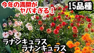 ◆ 必見！今年も凄い満開を迎えました🌱【ラナンキュラスラックス】