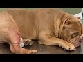 American Bully , rompeu os ligamentos . Pós cirúrgico #parte4