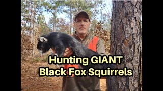 Hunting for GIANT Black Fox Squirrels  -  Fox Squirrel Hunting