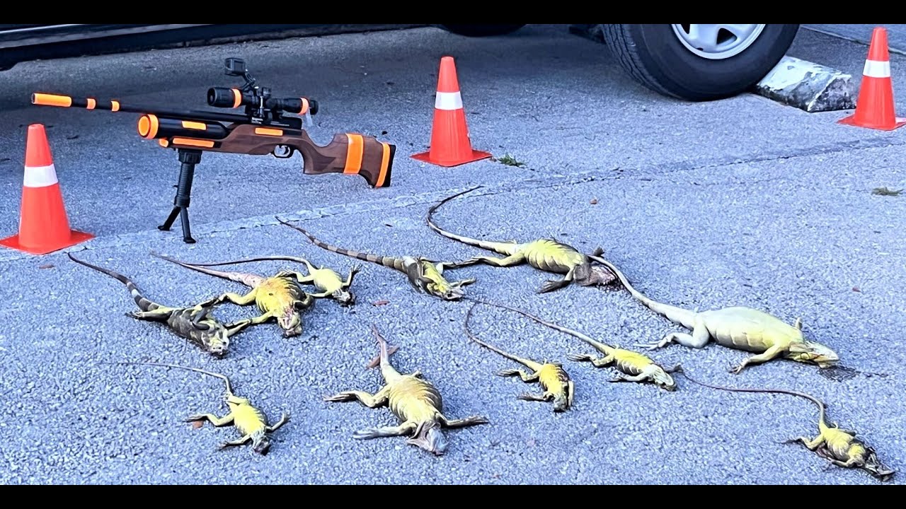 IGUANA EXTERMINATORS Iguana Removal Coral Ridge Exterminating Invasive