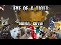 Survivor - Eye Of A Tiger (Animal Cover)