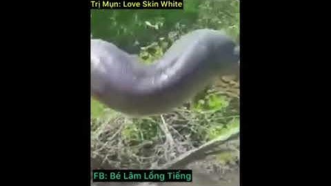 LÊ VĂN LÂM - MỒI KÌA KHÔNG AI BẮT | Thánh lồng tiếng đường phố hài hước