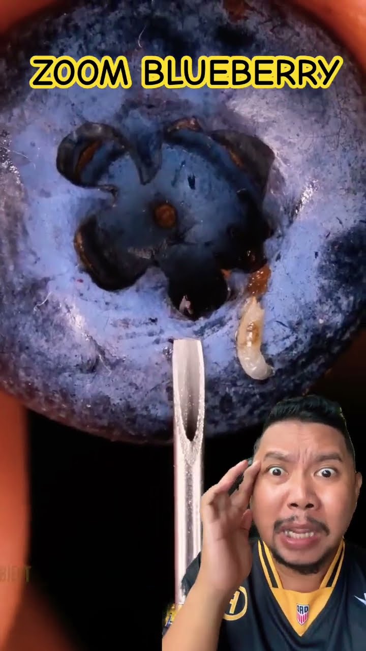 MELIHAT BLUEBERRY SEGAR DARI DEKAT!!!?? #experiment #satisfying #diy #oddlysatisfying #shortsfeed