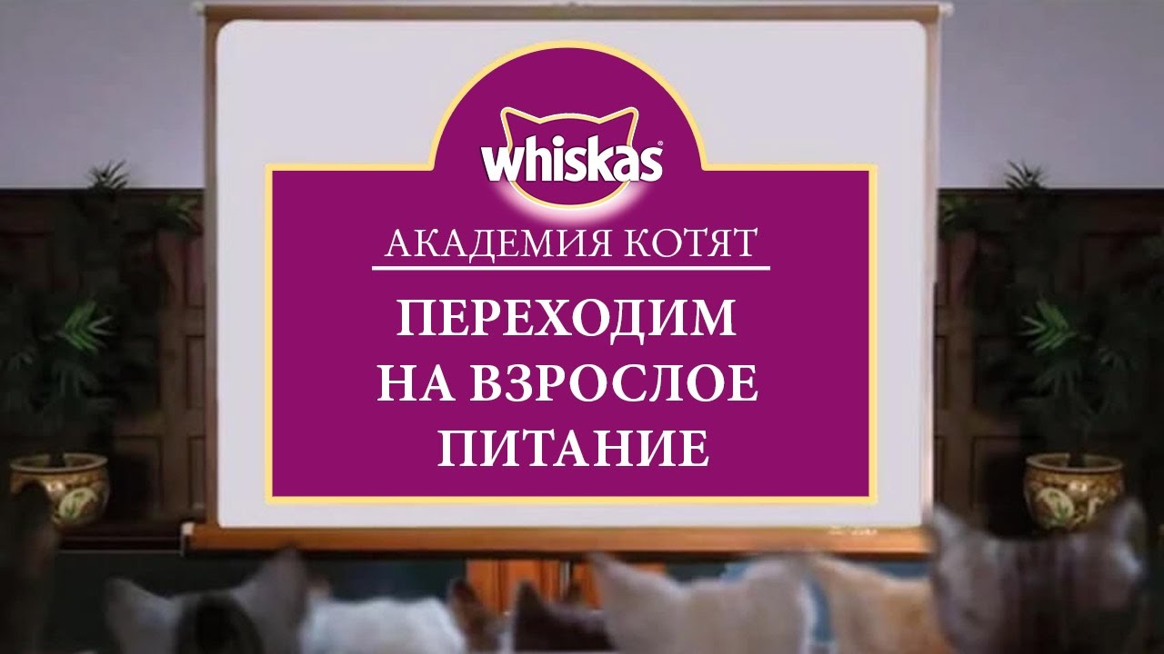 Как и когда переводить котенка на взрослый корм. Академия котят