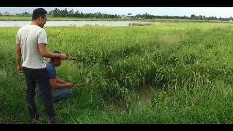 CÂU CÁ RÔ TRÊN RUỘNG LÚA ĐANG CHÍN/ RA ĐỒNG TẬP 66