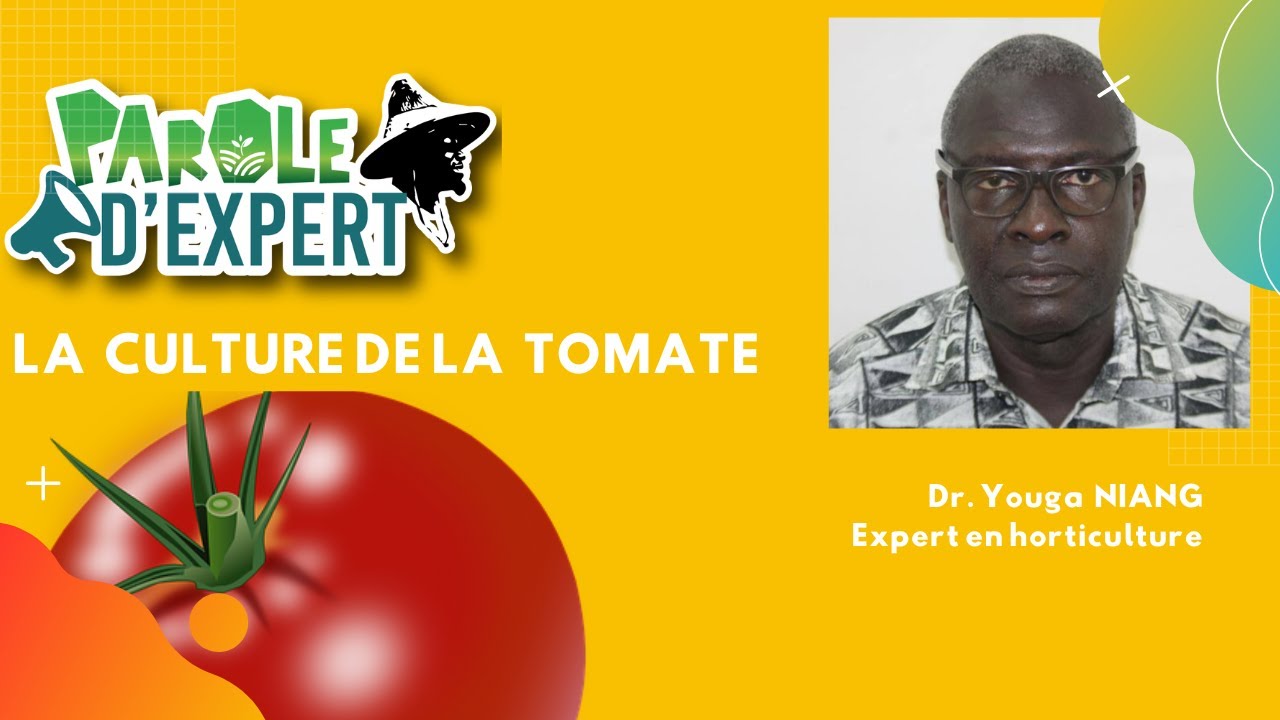 PAROLE D'EXPERT la culture de la tomate