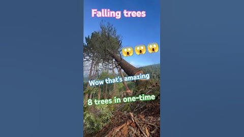 falling trees!Scene of 8 trees being felled at once #treecutting #fall #falling #falltree