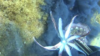 julio Fuerteventura el prox Cantábrico-17 pesca submarina-spearfishing