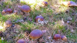 Impresionante Brote De Boletus Edulis Gigantes