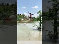 Leaping to Catch: Cast Net Fishing from a Riverbank Tree