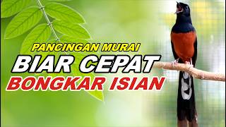 PANCINGAN MURAI BATU FULL ISIAN TEMBAKAN JUARA, MELATIH MURAI EMOSI BONGKAR ISIAN