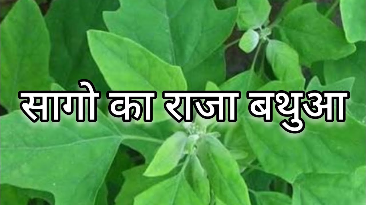 इस तरह से बथुआ दाल बनाए की खाकर गांव की याद आ जाए। #बथुआ#bathua