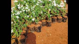 Lantana Plants. Variety of Colours, Available for Sale. Contact @ 7598193021 @InfoWealthGreenGarden
