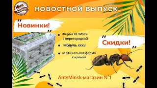 НОВИНКИ МУРАВЬИНЫХ ФЕРМ / НОВЫЕ МУРАВЬИ / НОВОСТНОЙ ВЫПУСК!!! #муравьинаяферма #antsminsk #antfarm