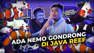 UPDATE BIOTA FISHROOM JAVA | ADA IKAN NEMO GONDRONG?!