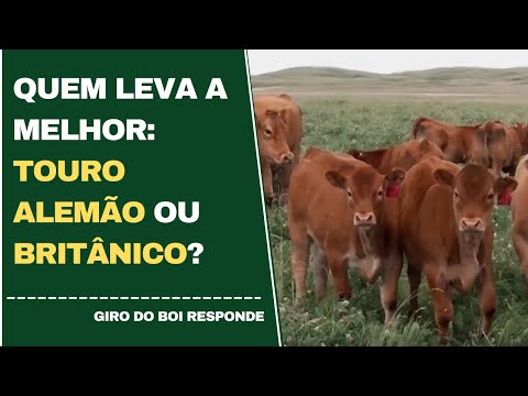 Quem leva a melhor: touro alemão ou britânico? | GIRO DO BOI - 27/05/2022