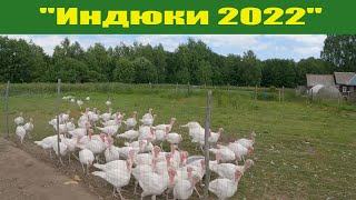 Проект "Индюки 2022"! Разведение индюков в подсобном хозяйстве!