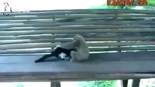 Die Witze ! Affe gegen Katze youtube original