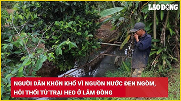 Người dân khốn khổ vì nguồn nước đen ngòm, hôi thối từ trại heo ở Lâm Đồng| Báo Lao Động