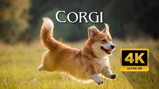 CORGI: THE ADORABLE HEART BUTT CHARMERS  Cute ANIMALS video 4K with calming music