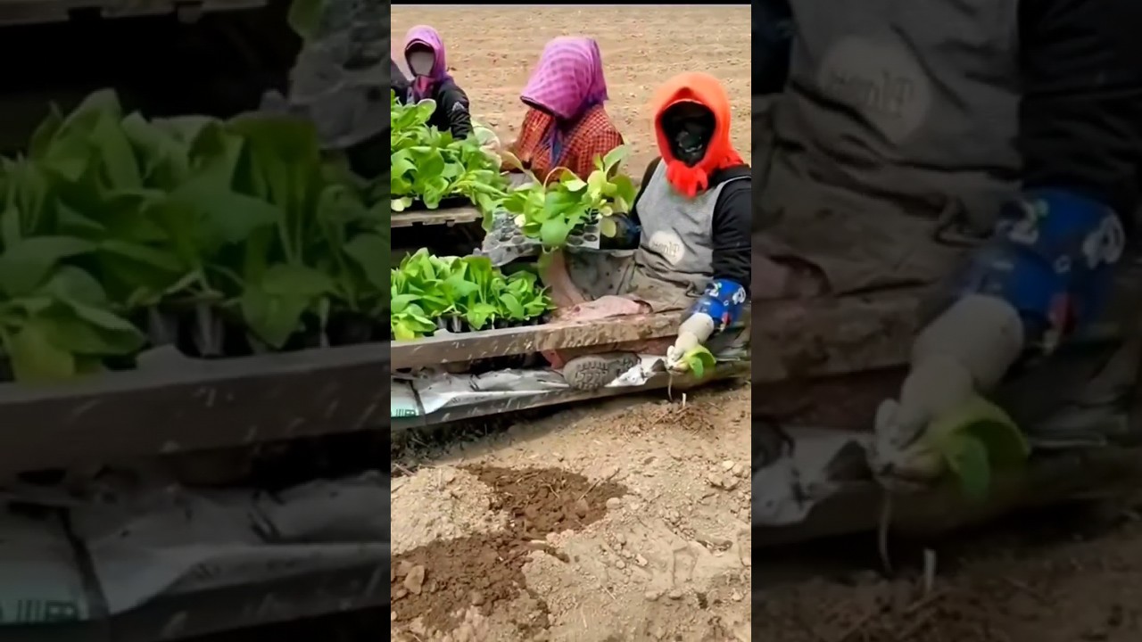 Cara Menanam Sayur Lebih Cepat. 