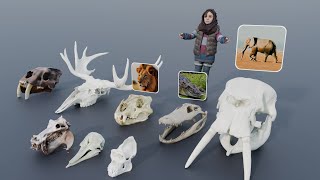 Animal Skull Size Comparison 3D Animation Comparison