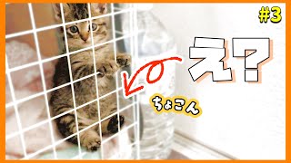 【人みたいに座ってる⁉笑】保護子猫のちょこんとおすわり&やんのかステップ　コンクリートの隙間から保護した子猫さん【子猫保護日目】【#きじとら兄弟成長記録】さくらさんちゃんねる　スコ座り