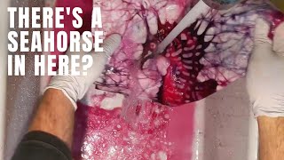 Download Lagu diy art video for beginners- Seahorse artwork- batik painting MP3 Download Lagu diy art video for beginners- Seahorse artwork- batik painting MP3