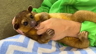 まるで生きたテディベア 甘えん坊のキンカジューの赤ちゃんが可愛過ぎた Youtube まるで生きたテディベア 甘えん坊のキンカジューの赤ちゃんが可愛過ぎた Youtube