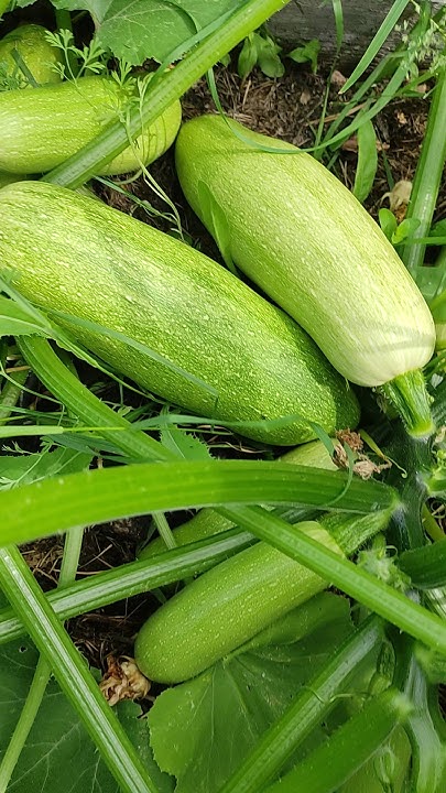 Кабачок Даша - урожайный - YouTube