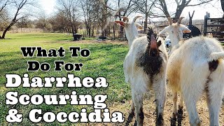 Diarrhea Scouring & Coccidia Here Is What We Do To Prevent & Treat It With | Tips on Raising Goats